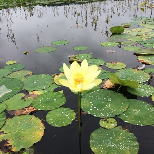 Fundraising Page: Frank Richichi